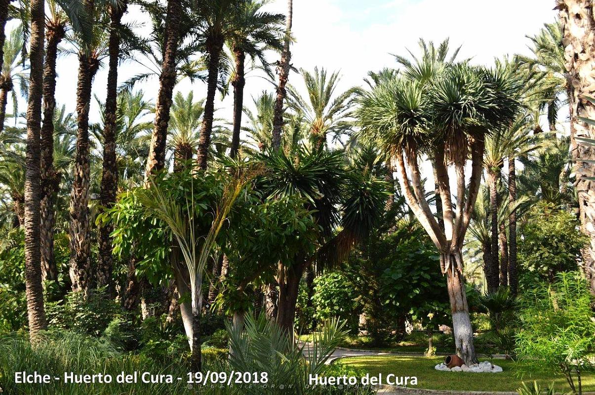 19 ELCHE HUERTO DEL CURA (41).JPG